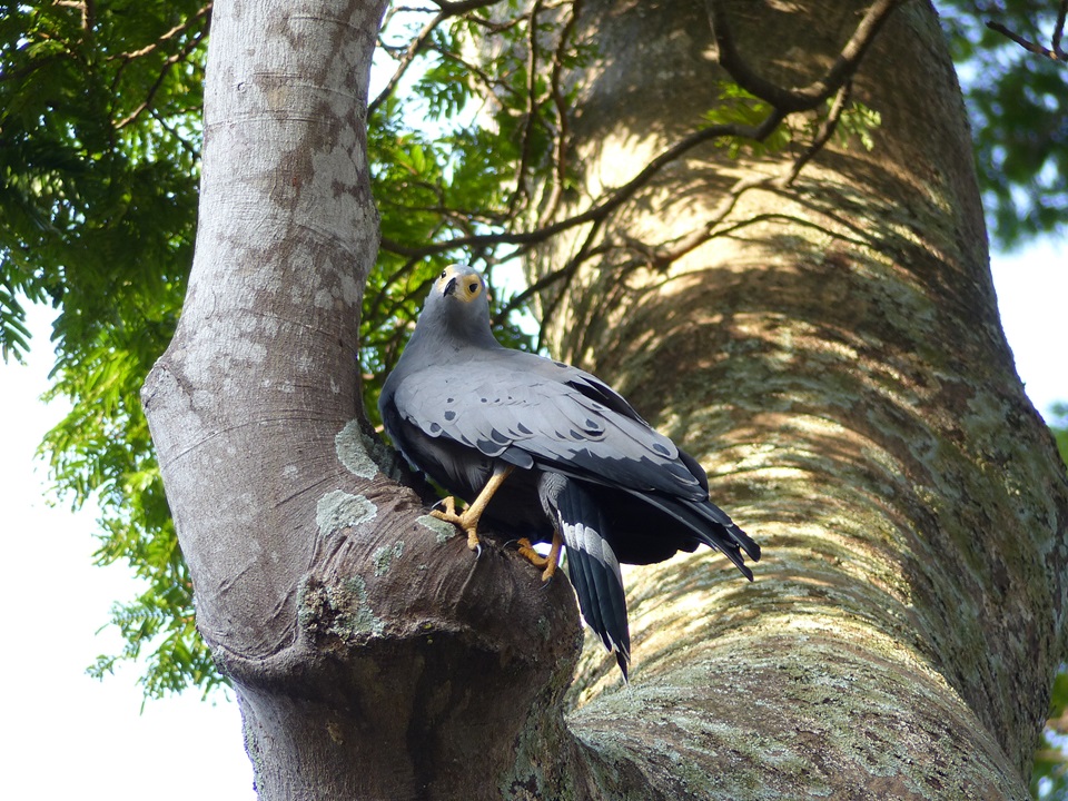 Guide to Gardens in Entebbe - Botanic Gardens